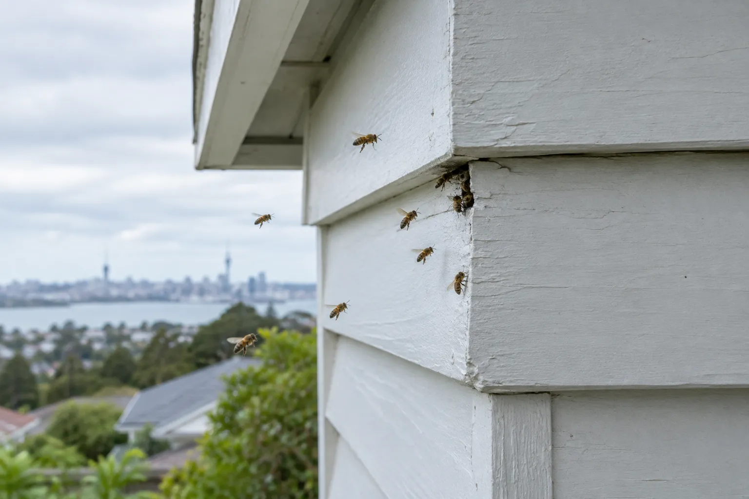Honey bees flying in and out of a small gap in painted weatherboard cladding under the eaves